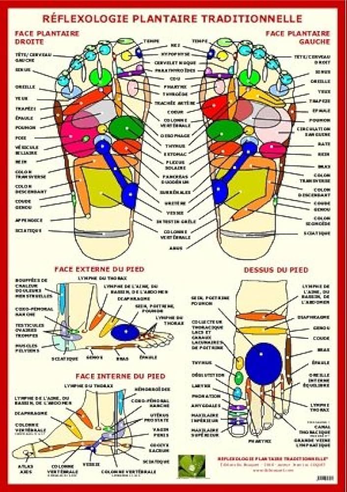 Planche de Réflexologie plantaire
